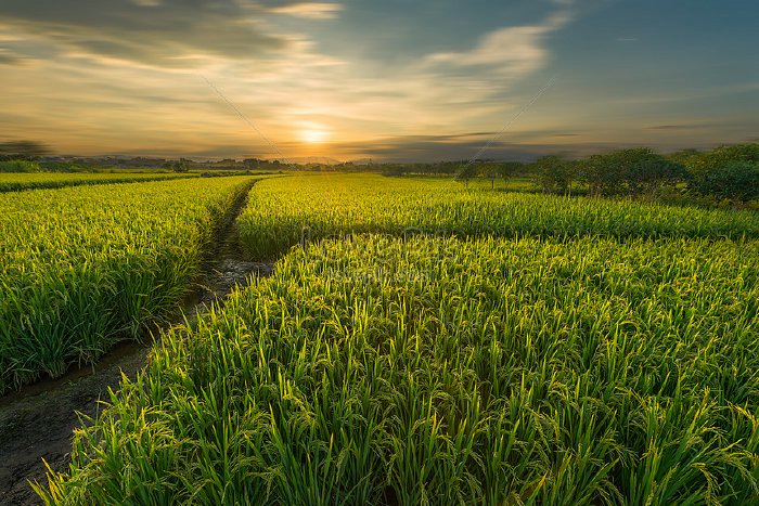 Pemkab Aceh Selatan Targetkan Produksi Padi Sebanyak 39,7 Ribu Ton